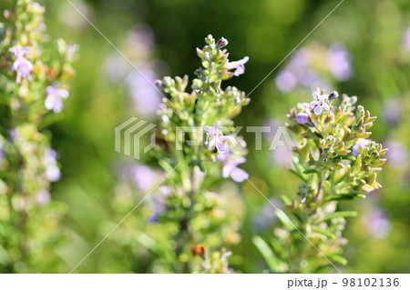 ローズマリーの花 98102136