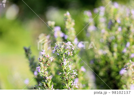 ローズマリーの花 ローズマリーの花 98102137
