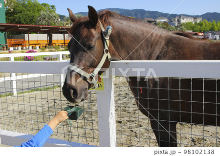 子供(5歳児/男の子)からエサをもらう馬 子供(5歳児/男の子)からエサをもらう馬 98102138
