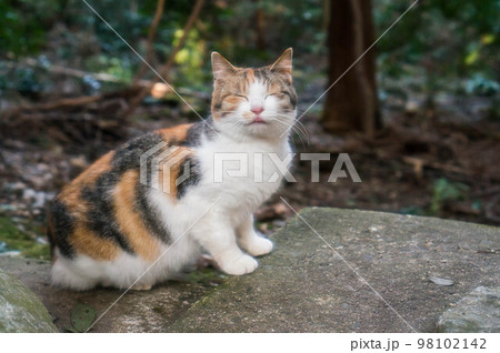京都 伏見稲荷大社の森にて、可愛らしい表情でこちらを見つめる子猫 98102142