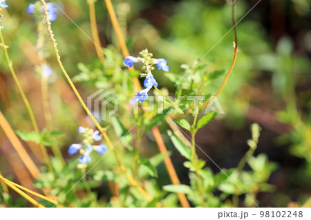 サルビア　アズレアの花 98102248