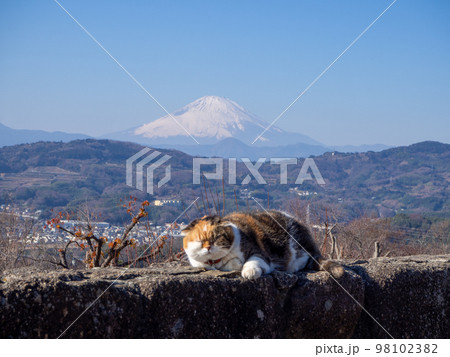 吾妻山公園の人気者と富士山 吾妻山公園の人気者と富士山 98102382