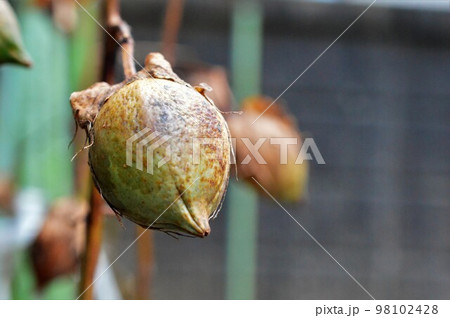 綿花（コットンフラワー）の蕾 98102428
