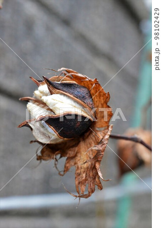 綿花（コットンフラワー） 98102429