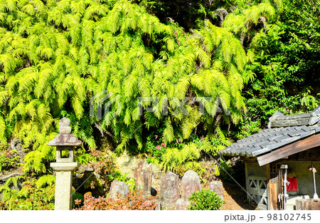 京都、三室戸寺の参道 京都、三室戸寺の参道 98102745