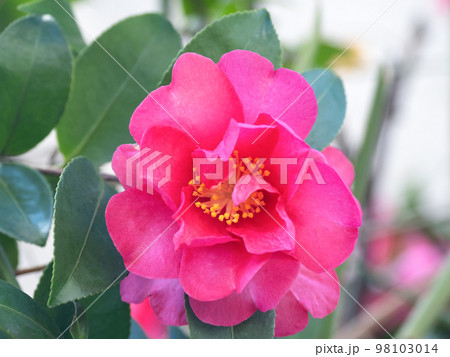 サザンカの花 サザンカの花 98103014