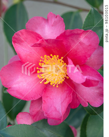 サザンカの花　 98103015