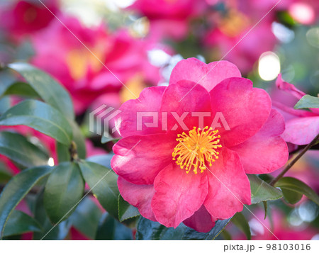 サザンカの花 サザンカの花 98103016