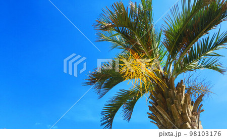 真夏の本須賀海水浴場の風景(千葉県山武市本須賀) 真夏の本須賀海水浴場の風景(千葉県山武市本須賀) 98103176