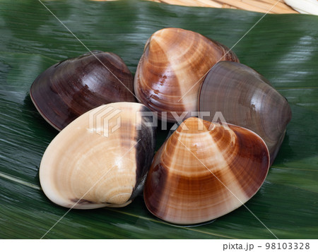 活けハマグリ 98103328