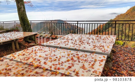 栃木県太平山の雲海ともみじ 98103878