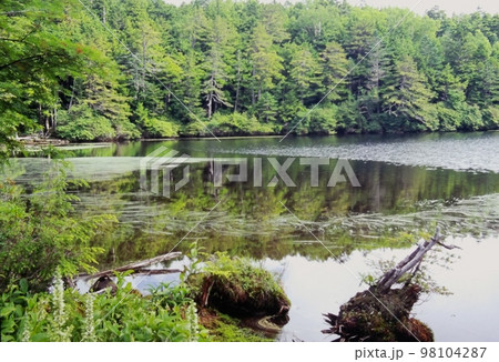 北八ヶ岳の神秘的な湖白駒の池 北八ヶ岳の神秘的な湖白駒の池 98104287