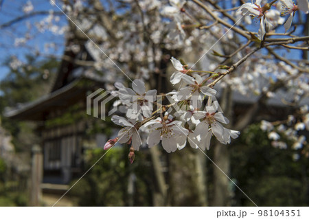 満願寺を背景にしたサクラ/埼玉県行田市 満願寺を背景にしたサクラ/埼玉県行田市 98104351