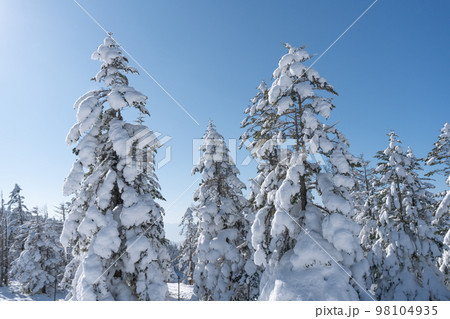 冬の雪山の樹氷 98104935