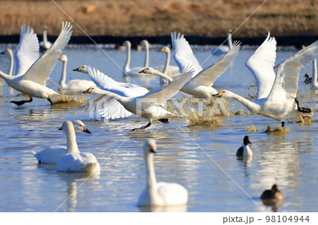 飛び立つ白鳥  飛び立つ白鳥  98104944