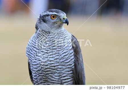 猛禽類 オオタカ 猛禽類 オオタカ 98104977