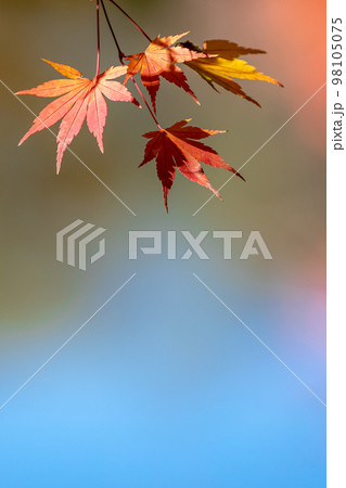 秋、来たよ。 98105075