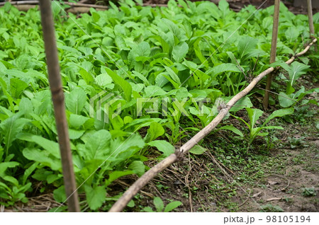 fresh green lettuce agriculture, healthy food 98105194