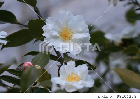 白い椿 一輪の椿 白い椿 一輪の椿 98105238