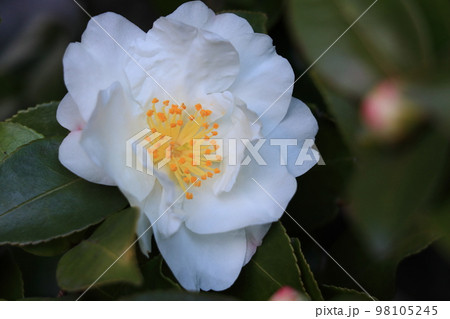 白い椿　一輪の椿 98105245