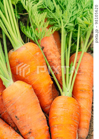 にんじん ~農業~ にんじん ~農業~ 98105620