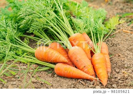 にんじん ~農業~ にんじん ~農業~ 98105621