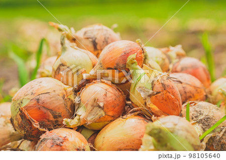 玉ねぎ ~農業~ 玉ねぎ ~農業~ 98105640