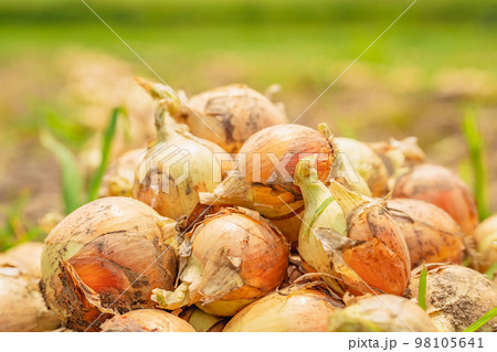 玉ねぎ ~農業~ 玉ねぎ ~農業~ 98105641