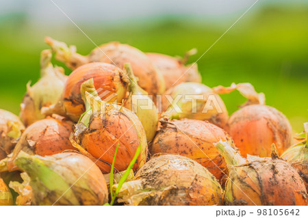 玉ねぎ ~農業~ 98105642