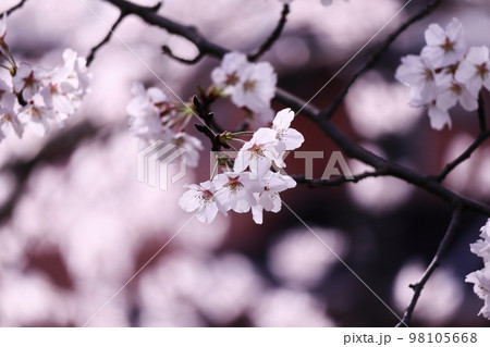 満開の美しい桜の花 98105668