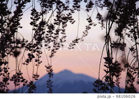 弘前公園の本丸の枝垂桜と岩木山 98106026