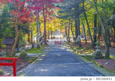秋の日吉大社　東本宮参道（滋賀県大津市坂本） 98106841