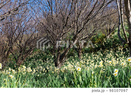千葉県鋸南町のニホンスイセンと春を待つ桜の木 98107097