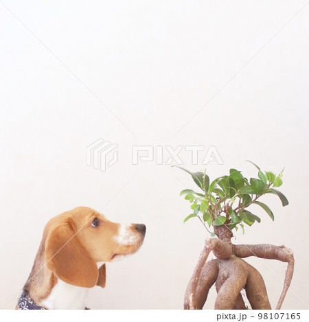 ガジュマルを眺めるビーグル犬 98107165