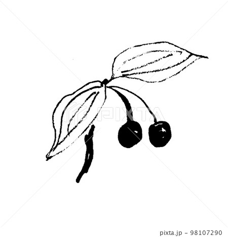 宝鐸草の実の線画イラスト 宝鐸草の実の線画イラスト 98107290