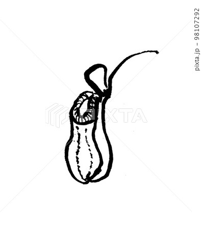 うつぼかずらの線画イラスト 98107292