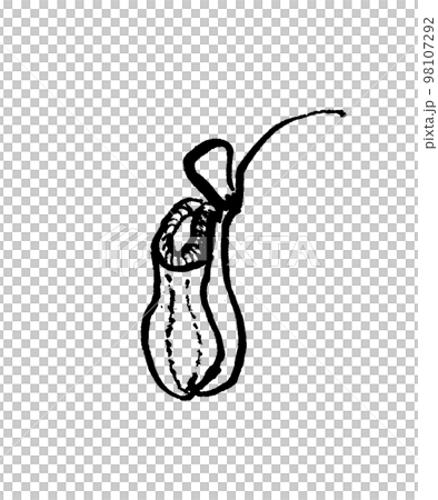 うつぼかずらの線画イラスト 98107292