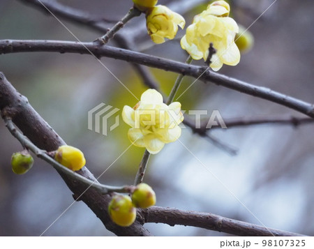 黄色いロウバイの花 98107325
