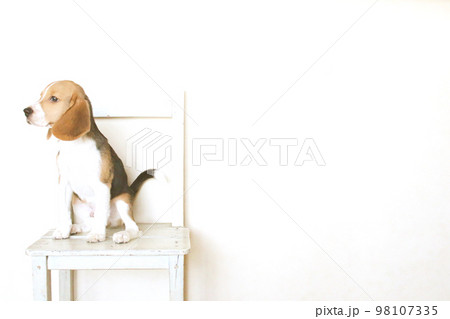 椅子でのんびりお座りのビーグル犬 98107335