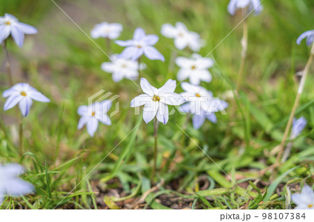 花壇から咲いた沢山のハナニラ 花壇から咲いた沢山のハナニラ 98107384