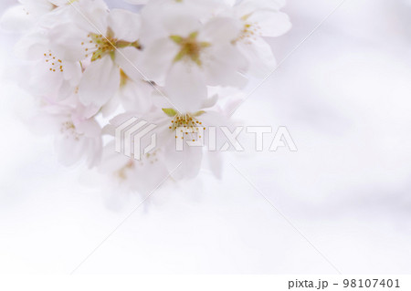 春に咲き始めた綺麗な桜 春に咲き始めた綺麗な桜 98107401