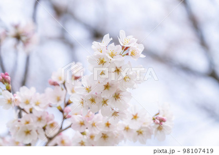 春に咲き始めた綺麗な桜 98107419