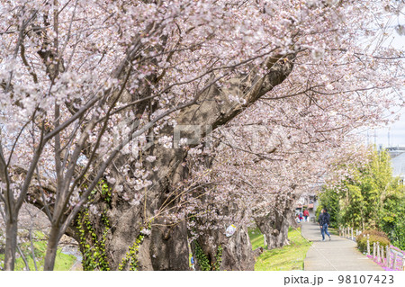 【神奈川県】綺麗な桜が咲く海老名の相模三川公園 98107423