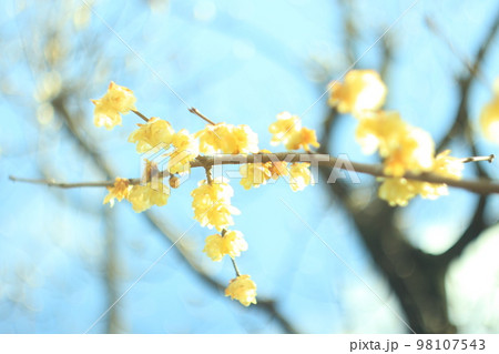 きれいな満開の蝋梅の花 98107543
