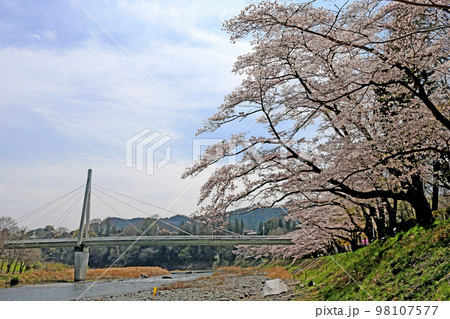釜の淵公園の鮎美橋と満開の桜並木 98107577