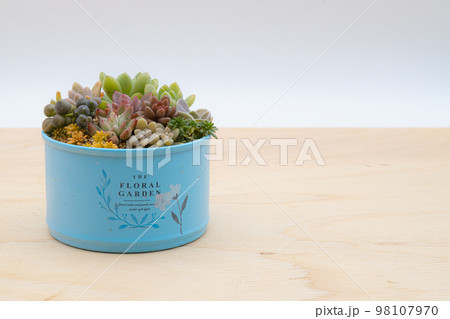 多肉植物の寄せ植え 手作りのリメ缶 多肉植物の寄せ植え 手作りのリメ缶 98107970