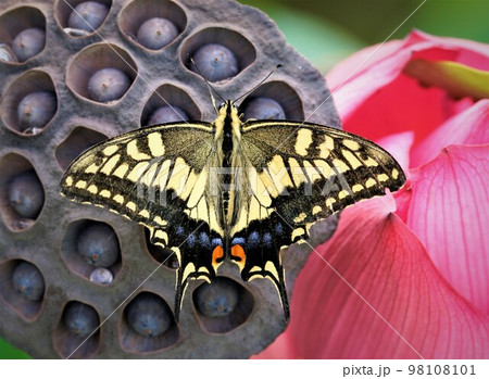 蓮にとまるアゲハ蝶。 98108101