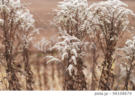 Dry soft flowers in the field on beige background. Dry soft flowers in the field on beige background. 98108679