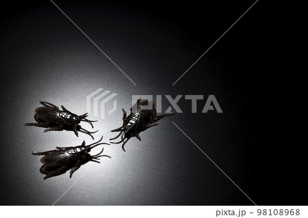 黒背景に偽物のゴキブリの害虫イメージ 98108968