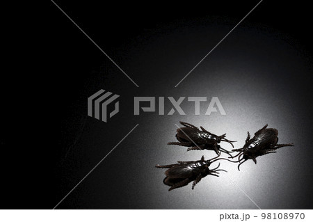 黒背景に偽物のゴキブリの害虫イメージ 98108970